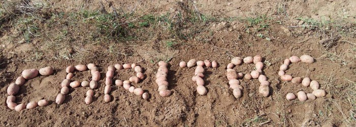 Caritas naše biskupije u berbi krumpira